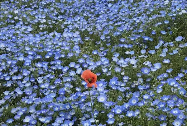 国営ひたち海浜公園の写真・動画_image_318839