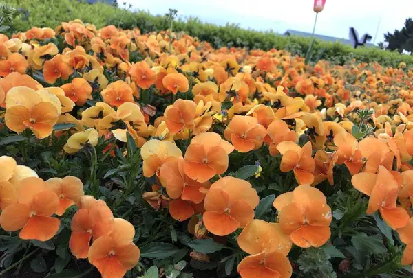 国営ひたち海浜公園の写真・動画_image_318840