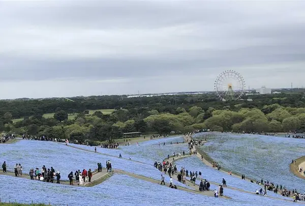 国営ひたち海浜公園の写真・動画_image_318841