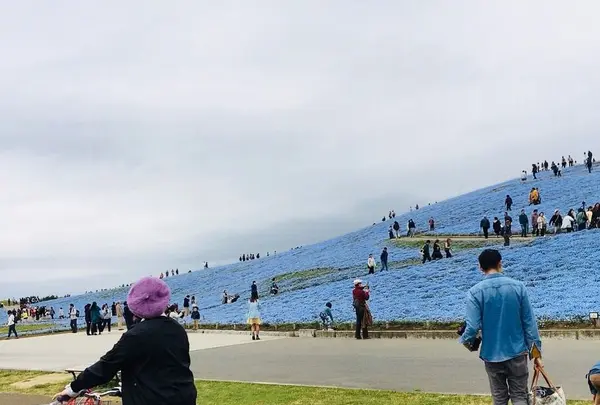 国営ひたち海浜公園の写真・動画_image_318844