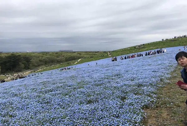 国営ひたち海浜公園の写真・動画_image_318845