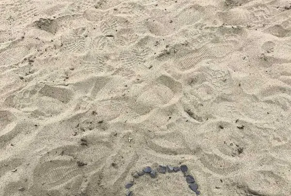 国営ひたち海浜公園の写真・動画_image_318849