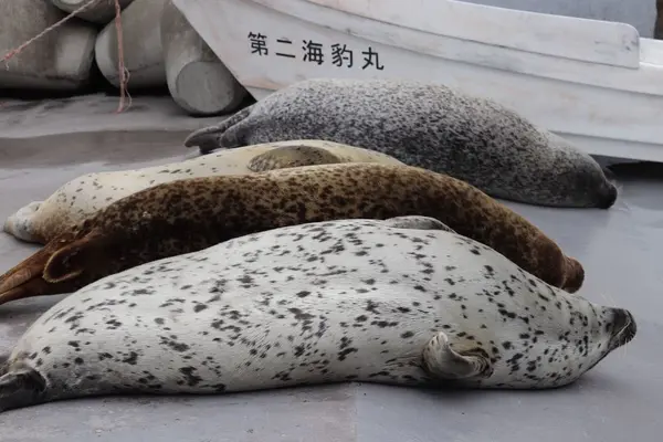 旭川市 旭山動物園の写真・動画_image_318941