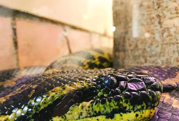 八木山動物公園フジサキの杜の写真・動画_image_319018