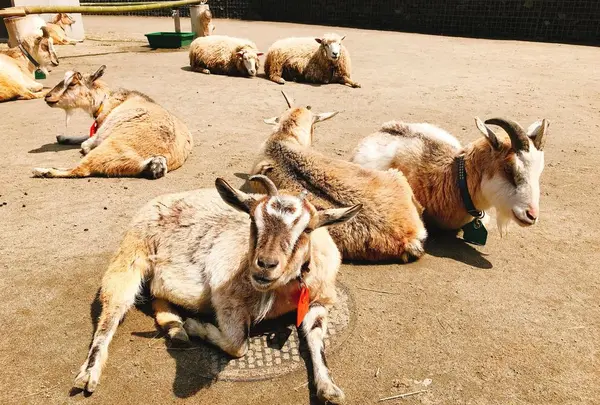 八木山動物公園フジサキの杜の写真・動画_image_319021