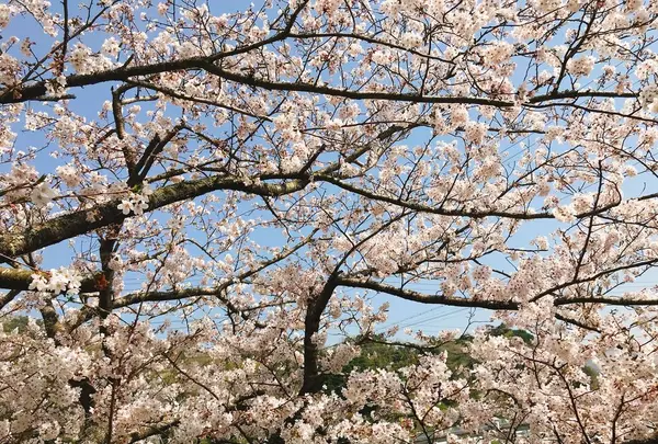 西伊豆町の写真・動画_image_319073