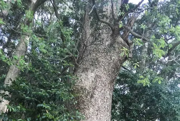 木の葉モール橋本の写真・動画_image_319205