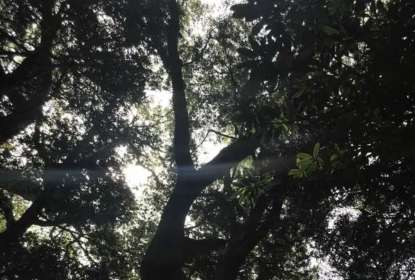 木の葉モール橋本の写真・動画_image_319207