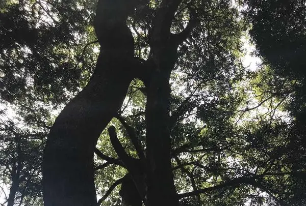 木の葉モール橋本の写真・動画_image_319214