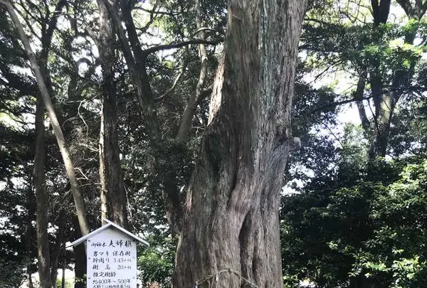 木の葉モール橋本の写真・動画_image_319217