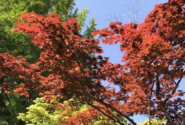 紅葉八幡宮の写真・動画_image_319234