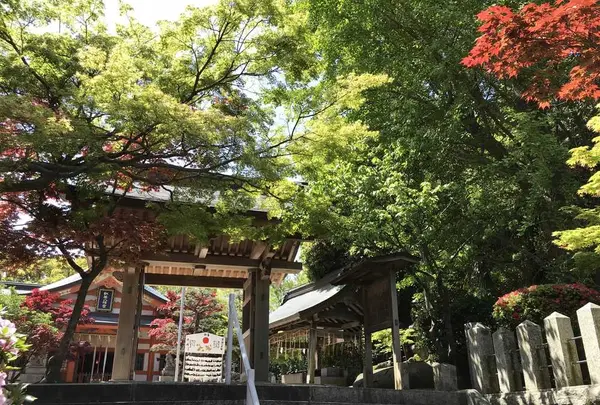 紅葉八幡宮の写真・動画_image_319237