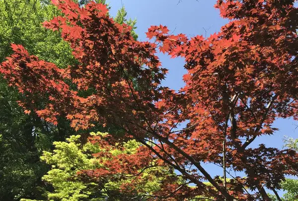 紅葉八幡宮の写真・動画_image_319247