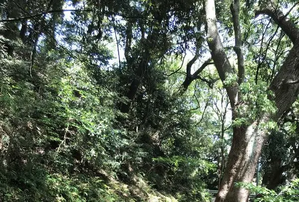 愛宕神社の写真・動画_image_319346