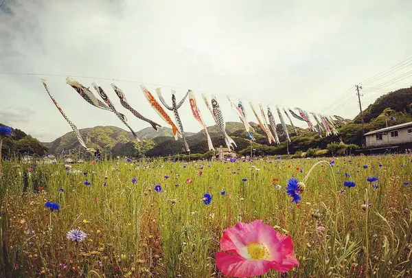 田んぼをつかった花畑の写真・動画_image_319519