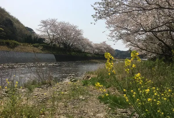 田んぼをつかった花畑の写真・動画_image_319523