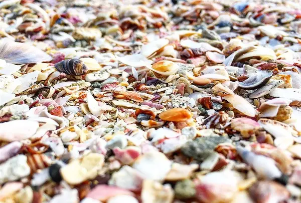 吉佐美大浜海水浴場の写真・動画_image_319540