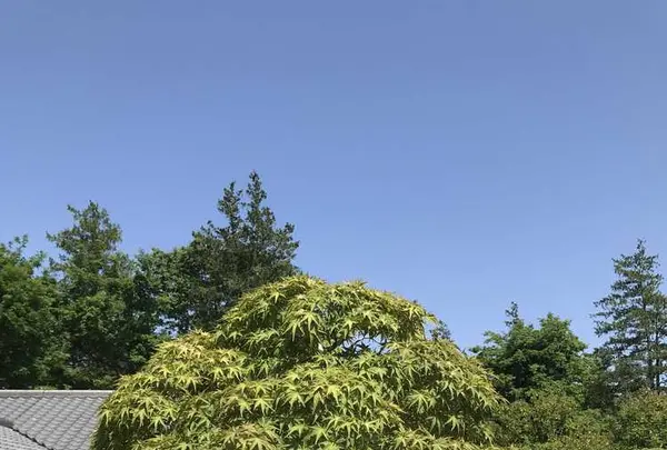 国営昭和記念公園の写真・動画_image_319856