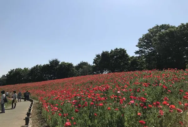 国営昭和記念公園の写真・動画_image_319860