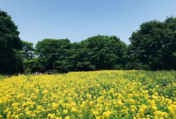 国営昭和記念公園の写真・動画_image_319861
