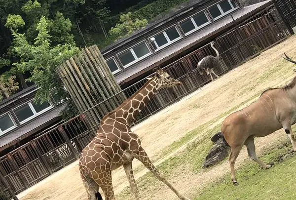 とべ動物園の写真・動画_image_320110