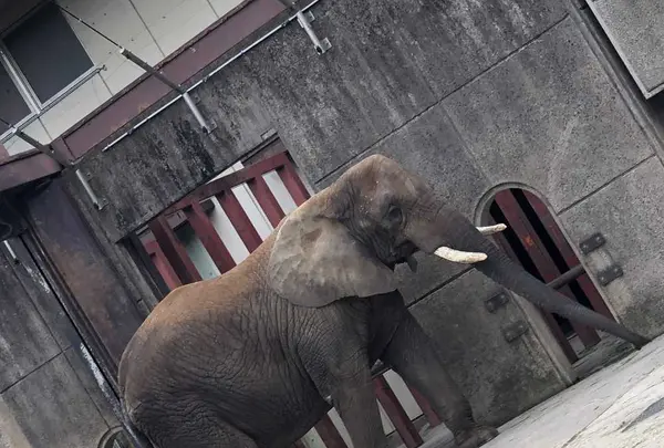 とべ動物園の写真・動画_image_320111