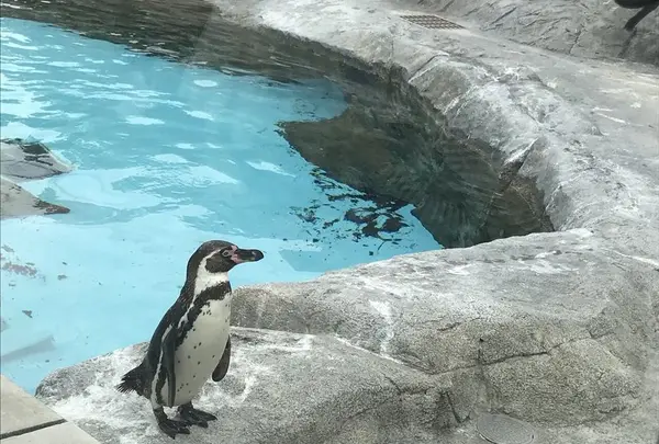 とべ動物園の写真・動画_image_320112