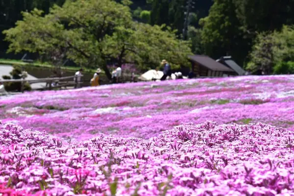 國田家の芝桜の写真・動画_image_320139
