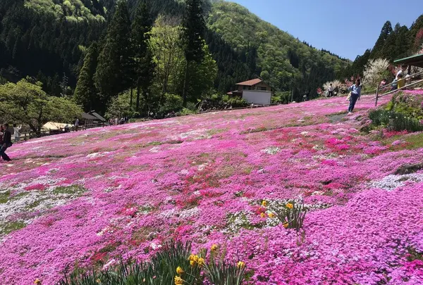 國田家の芝桜の写真・動画_image_320140
