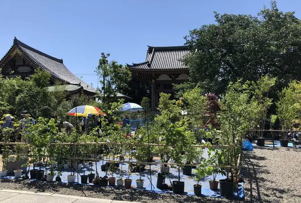 池上本門寺仁王門の写真・動画_image_320143