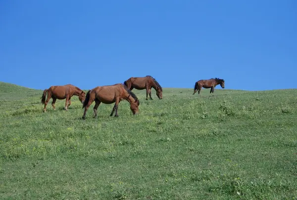 都井岬の写真・動画_image_320172