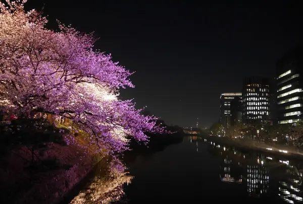 舞鶴公園の写真・動画_image_320368