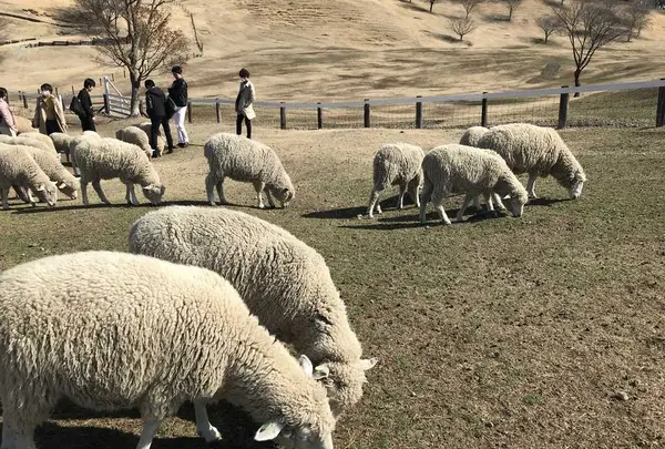 伊香保グリーン牧場の写真・動画_image_320465