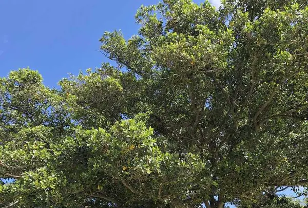 ANAインターコンチネンタル万座ビーチリゾート ダイビングセンターの写真・動画_image_320492