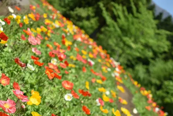 くじゅう花公園の写真・動画_image_320499