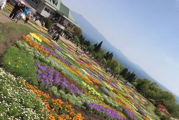 くじゅう花公園の写真・動画_image_320500