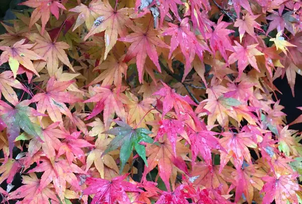 南禅寺の写真・動画_image_320668