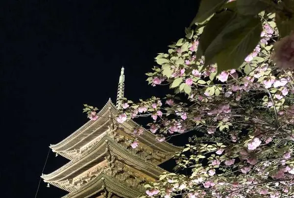東寺 五重塔の写真・動画_image_320678