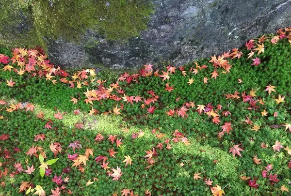 南禅寺の写真・動画_image_320684