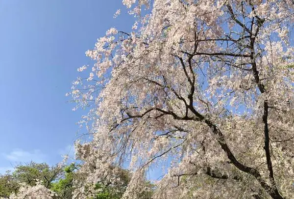 原谷苑の写真・動画_image_320686