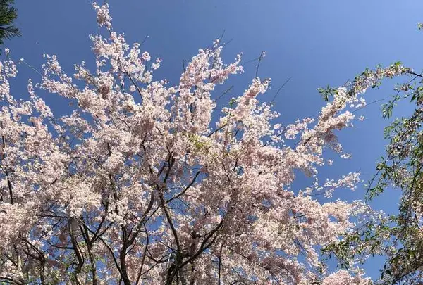 原谷苑の写真・動画_image_320687