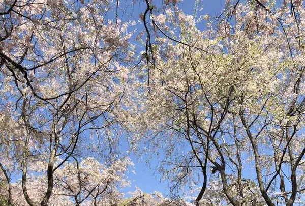 原谷苑の写真・動画_image_320688