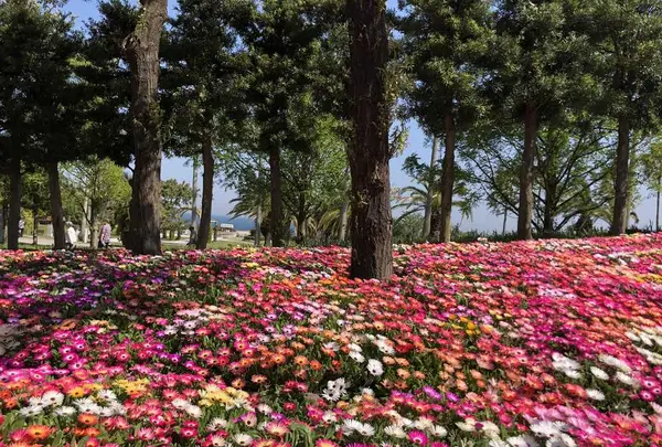 淡路島国営明石海峡公園の写真・動画_image_321057