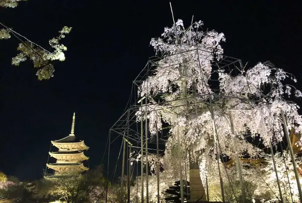 東寺（教王護国寺）の写真・動画_image_321064