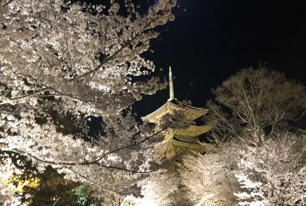東寺（教王護国寺）の写真・動画_image_321065