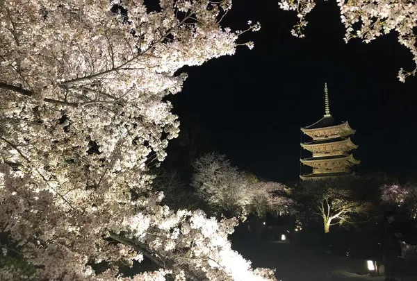 東寺（教王護国寺）の写真・動画_image_321066