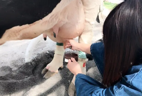 北海道箱根牧場の写真・動画_image_321148