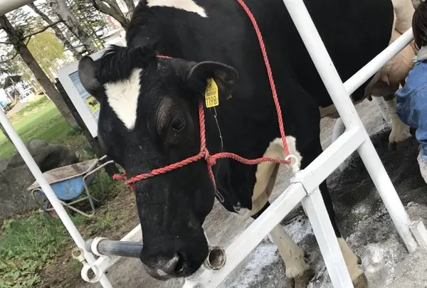北海道箱根牧場の写真・動画_image_321149