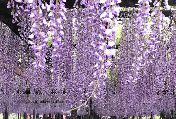 天王川公園の写真・動画_image_321373