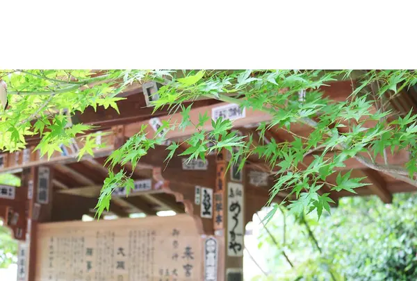 來宮神社の写真・動画_image_321579
